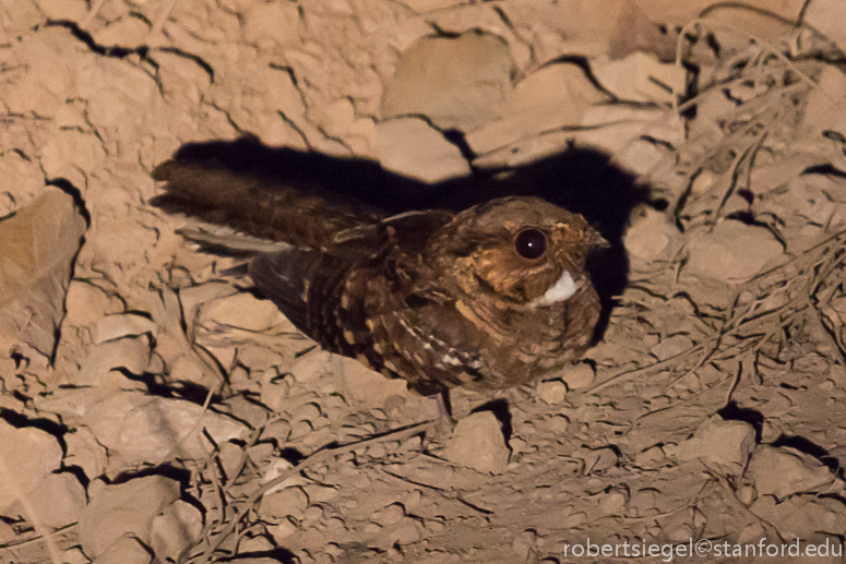 scissor-tailed nightjar